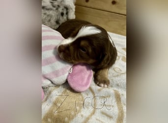 Mini Australien Shepherd Welpen suchen Traumzuhause