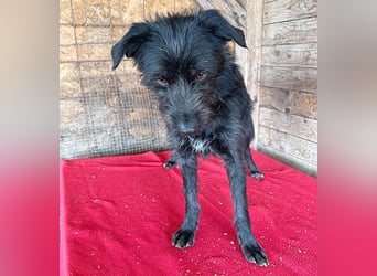 liebenswerte LUNA - 1 Jahr, 40cm/9kg - Schnauzer-Mix