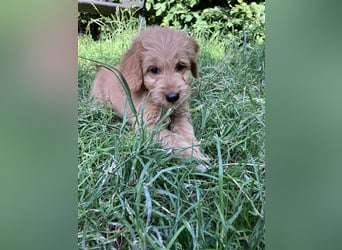 Mini Goldendoodle suchen liebevolles Zuhause