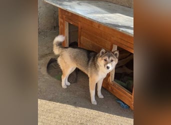 ⭐️SHIBA⭐️, Hündin, 1 Jahr, 43 cm, Mischling, Tierschutz