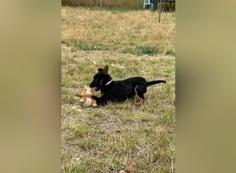 Chico - liebenswerter, junger Rüde der verschmust und verspielt ist