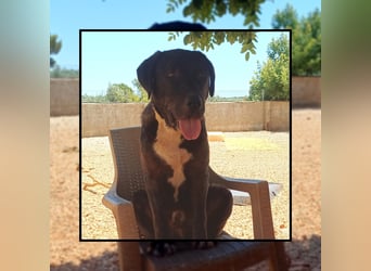 Katzenverträglicher Labrador Mischling Blue, menschenbezogen und sozial, sucht Familienanschluß!