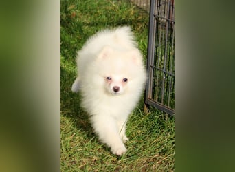 Zwergspitz Pomeranian "Vanilla" Hündin 4 Monate kann ins neue Heim ziehen