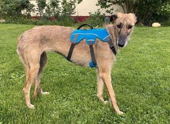 schüchterne Galga Blaze (Tierschutz)