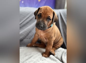 Rhodesian Ridgeback Welpen