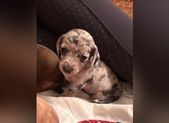 Zuckersüße Jack Russel- Dackel Welpen in liebevolle Hände abzugeben !
