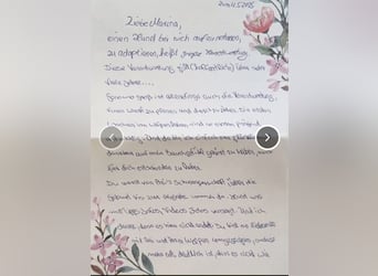 2020, 2025 waren tolle Würfe, 2026 plane ich erneut 1 Wurf  Labradoodlewelpen F1bb in crem