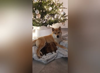 Wurfankündigung - Oktober 24 - Reinrassige Shiba - Inu Welpen! Langjährige Shiba-Liebe!