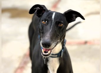 Faro2 05/2022 (in Deutschland) - verspielter und lieber, bezaubernder Galgo!