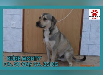 Monty Mischlingsrüde Mischling Rüde sucht Zuhause oder Pflegestelle