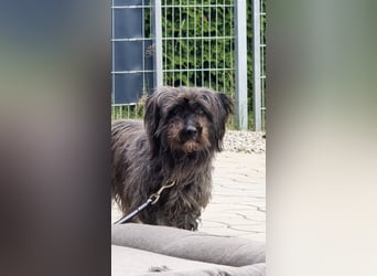 Senior Lenny sucht Zuhause oder Pflegestelle