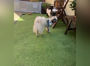 Stitch SR – kleiner Überlebenskämpfer sucht sein Happy End
