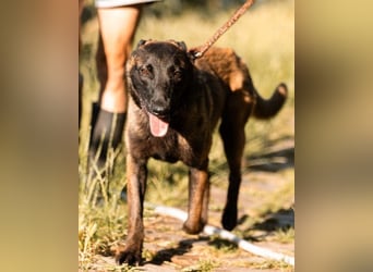 Belgischer Schäfi ♥ Max ♥ verkuschelt Sportskanone