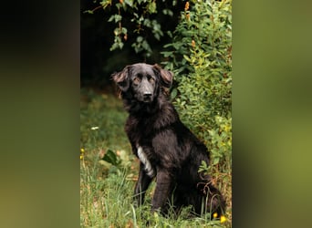 Fröhlicher Willy sucht seine Familie