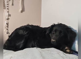 IRMA❤️schüchternes, sanftes Hundemädchen sucht ihr ruhiges Zuhause