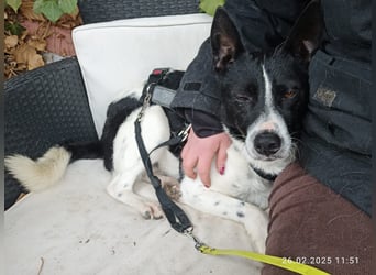 Oreo wartet in der Nähe von München