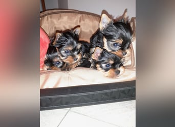Yorkshire-Terrier Welpen,  reinrassig mit Ahnentafel sofort abgabebereit