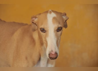 Finden auch Sie Fito unglaublich hübsch?