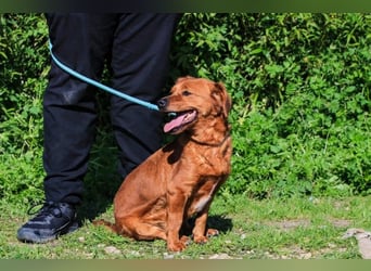 Amora, Mix Dackel / Pinscher, lieb und verträglich