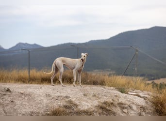 ❤️ BLANCA ❤️