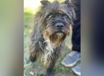 Foxi LM - Zarter Hundejunge mit großem Herz sucht Vertrauen