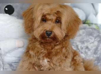 Wunderschöne Havapoo Welpen ähnlich Maltipoo (Toypudel/Zwergpudel + Havaneser)