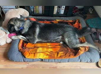 ♥ALITA♥ Pflegestelle dringend gesucht - wunderschöne, aufgeschlossene Herdenschutz-Mix-Hündin 59 cm