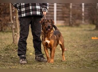 Freddy – Verspielter Entdecker sucht dich