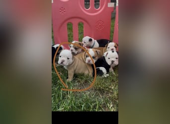 Englische Bulldoggen Welpen– 7 süße Mädels suchen bald ein Zuhause!