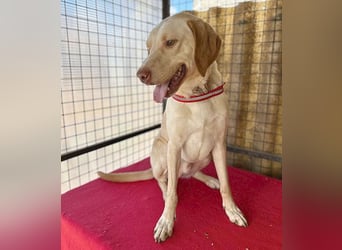 ❤️ wunderschöner Schmusebär PABLO - 2 Jahre, 50cm/20kg - Vizsla-Mix ❤️