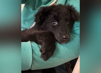 AMICO❤️ bezaubernder kroat. Schäferhund-Mix-Junge und eine pure 4-Pfoten-Amore