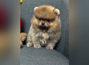 Pomeranian Boo Zwergspitz