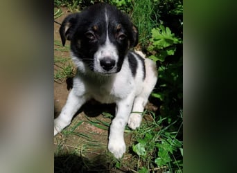 Hundekind „Minou“, ausreisebereit Ende Juni 2025, sucht Familie