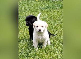 Labrador-Mix Welpen