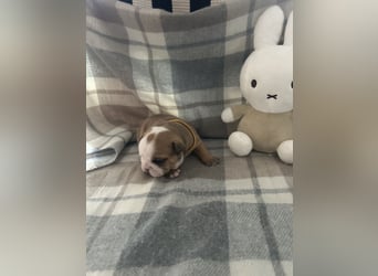 Englische Bulldoggen Welpen– 7 süße Mädels suchen bald ein Zuhause!