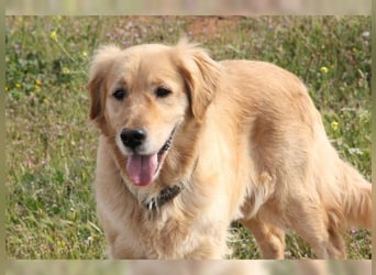 Tolle, liebevolle, aktive Traumhündin Nika, Golden Retriever
