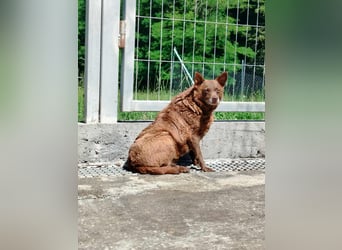 Babsi Mischling Hündin sucht Zuhause oder Pflegestelle