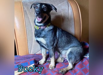 Bucky geb. 12/2021 - lustiger, aktiver und verspielter Outdoor-Begleiter!