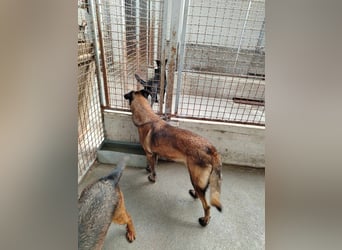 Ria aktive Malinois Mischlingshündin Mischling Hündin sucht Zuhause oder Pflegestelle