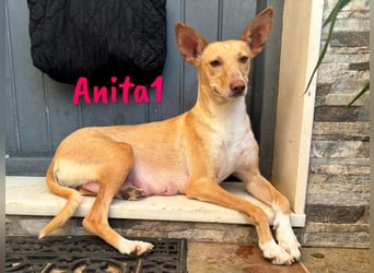 Anita1 geb. 05/2022 (ESP) - sehr verschmuste und liebevolle Podenca!