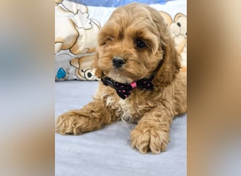 Schöne Cockapoo-Welpen