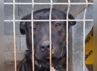 Freundlicher Staff-Mix ♥Dante♥ Vermittlung CH+AT+B+NL