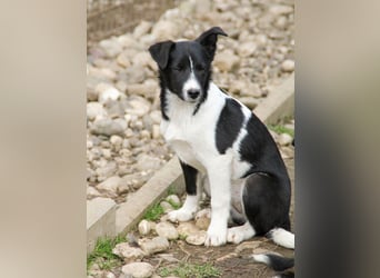 Zurückhaltende CHANTAL sucht liebevolles und ruhiges Zuhause
