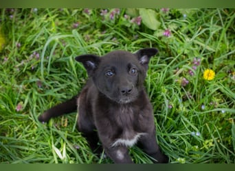 Trine: Hundekind sucht ein Zuhause