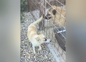 LEILA sucht eine Familie