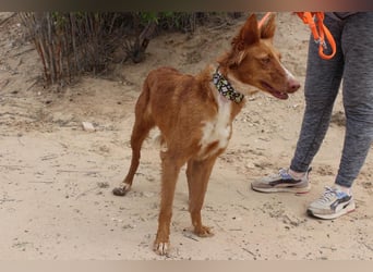 MOON-freundlich, offen, durch und durch sozial lieb sie den Kontakt zu Mensch und Hund