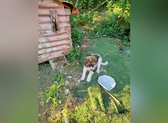 Ciccio sucht sein Glück