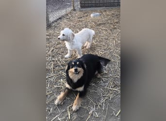 Gelehriger Toby