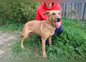 Terry, Mix Pinscher / Podengo, lieb und sozial