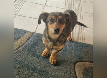 Elvis, 05.11.2024 geboren sucht seine Menschen